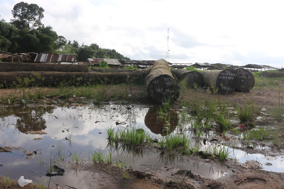 Masayaha Abandoned logs