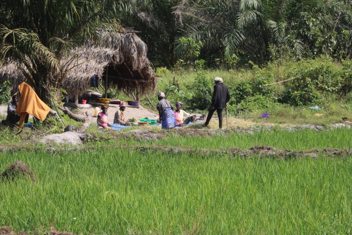 Women in Gbamu on farm
