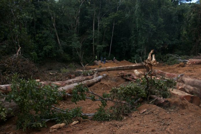 Logs lie on the ground in Bondi-Mandingo Chiefdom, Gbarpolu County. The DayLight/Harry Browne