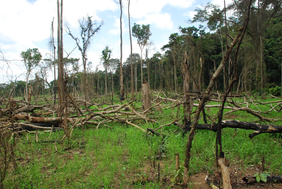 Dutch Bank Reaps US$375M from Deforestation, Rights Abuses in Liberia ...