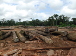 Abandoned logs