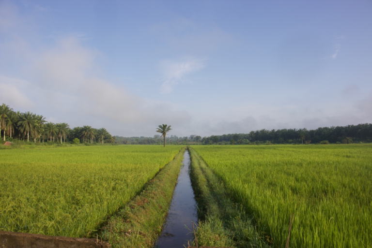 Liberia: Foya Replants Trees To Defeat Deforestation - IDH - the ...