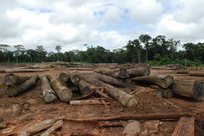 Abandoned logs
