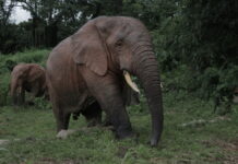 More People Flee Elephants