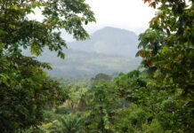 Weary of Logging Contracts, Locals Doubtful of Carbon Deal