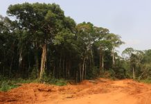 COP28: Fugitive Italian Turns Savior For Liberia’s Rainforest