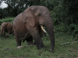 Elephants Add New Towns to Crop-raiding Menu IMG 0865 scaled