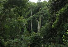 Carbon Markets: Liberia’s Next Frontier for Sustainable Growth