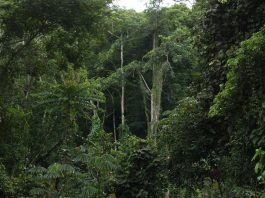 Carbon Markets: Liberia’s Next Frontier for Sustainable Growth IMG 5585 scaled