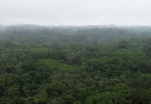 Community Forest Signs Logging Deal Amid Issues