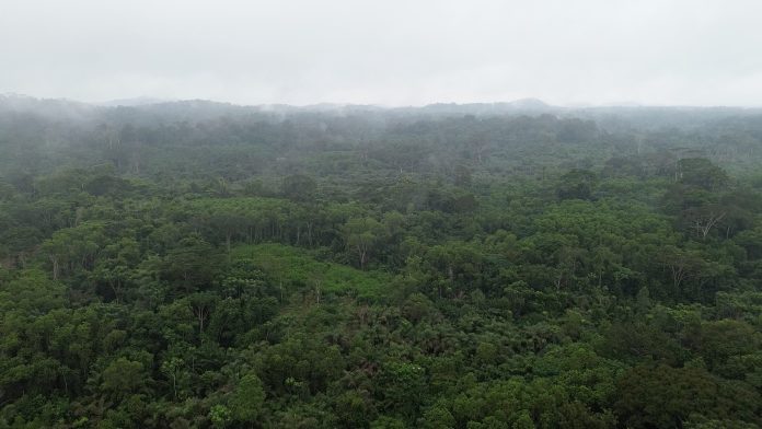 Seekon Pellokon Forest