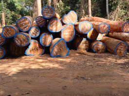 FDA Seizes Illegal Logs Investigations Exposed Gba Illegal Harvesting