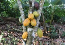 Neezonnie: The Fall of a Community Forest to ‘Brown Gold’