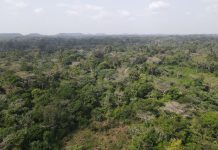Cocoa Changing Lives but Destroying Grand Gedeh’s Largest Forest