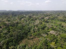 Boundary Town deforested 1 scaled
