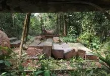 How a Newsroom Led to a ‘Ban’ on a Timber Black Market Kpokolo in Gbaryama, Gbarpolu County