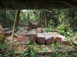 How a Newsroom Led to a ‘Ban’ on a Timber Black Market IMG 0789