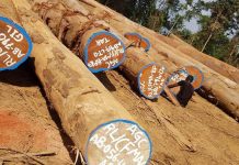 Court Terminates Logging Company’s Contract