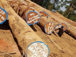 Court Terminates Logging Company’s Contract resized normal 1280x675