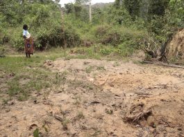 Gold Mines Turn Unknown Miners’ Graveyards MG 8672