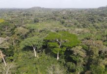 Investigation Finds Flaws and Falsehoods in Presidential Letter A Grand Gedeh forest