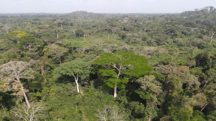 A forest in Grand Gedeh Farmers lied in letter to President Boakai