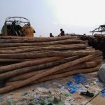 Chinese Firm Exports US$13K Timber Amid Moratorium Men upload a consignment of a non-timber forest product in Sinoe, 2024.