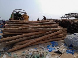 Chinese Firm Exports US$13K Timber Amid Moratorium Men upload a consignment of a non-timber forest product in Sinoe, 2024.
