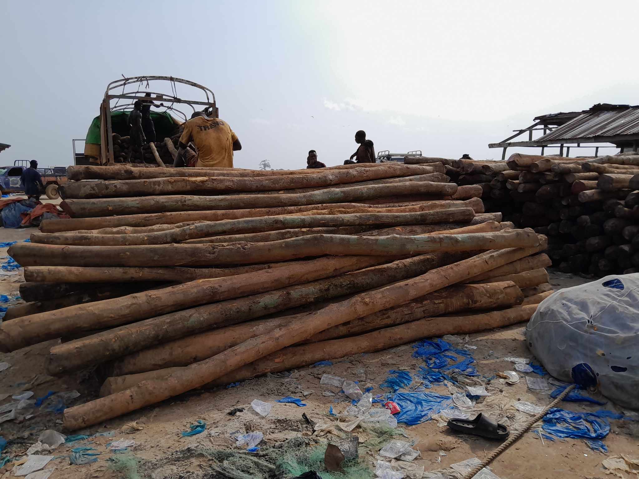 Workers upload a consignment of non-timber forest product in Sinoe County. Men upload a consignment of a non-timber forest product in Sinoe, 2024.