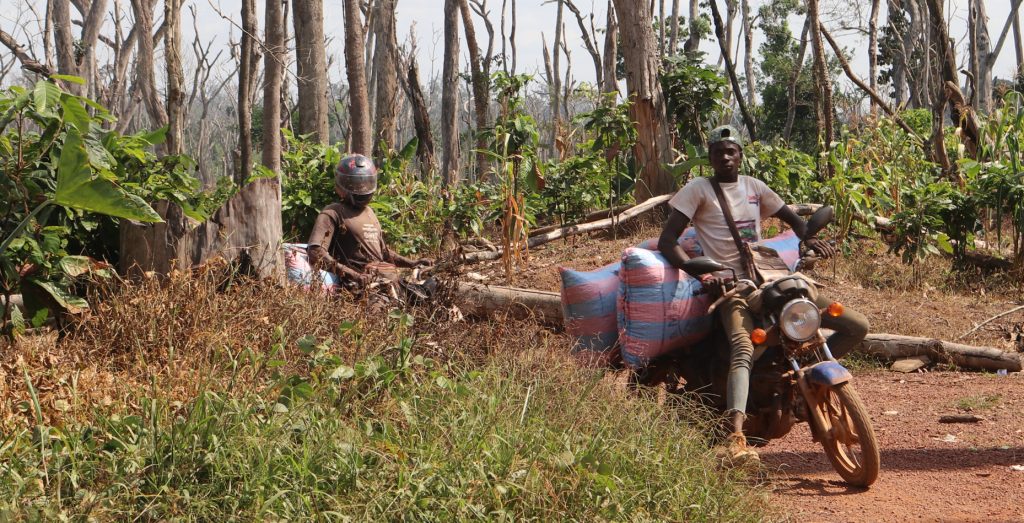 Burkinabes transfering cocoa beans
