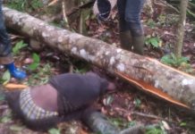 Two Loggers Killed in Horrific Accident Tree falls and kills two loggers in Sinoe County.