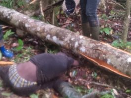 Tree falls and kills two loggers in Sinoe County.