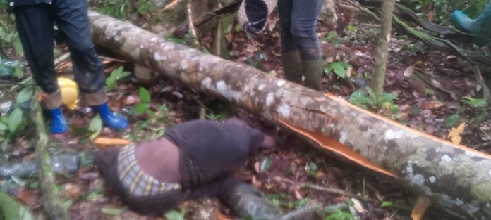 One of two loggers killed in a logging accident in Sinoe Tree falls and kills two loggers in Sinoe County.