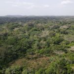 Cocoa Drives Deforestation after Logging Fails compressed DJI 0131