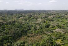 Cocoa Drives Deforestation after Logging Fails compressed DJI 0131