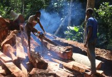 9 Proposed Changes to the Forestry Law Explained
