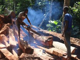 9 Proposed Changes to the Forestry Law Explained
