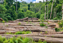 Locals Consider Conservation After Loggers Vanish Abandoned logs in the Tonglay forest