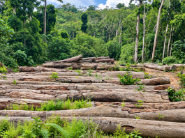 Locals Consider Conservation After Loggers Vanish Loggers